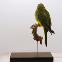 Turquoise parrot