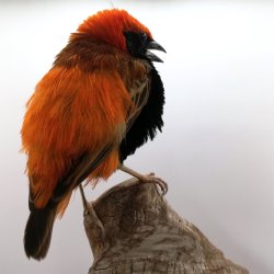 Zanzibar red bishop