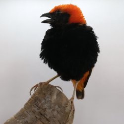 Zanzibar red bishop